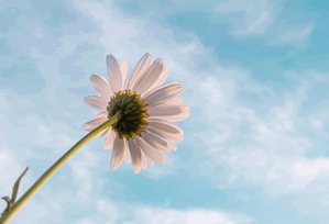 Australia's Stock Exchange Faces Another Outage: What This Means for Resilience and the Future of Digital Markets